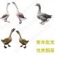 淮南市鹅苗批发市场，扬州大白鹅苗养殖厂，淮南市广东狮头鹅苗批发价格