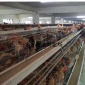 海南三沙土鸡苗孵化厂 小鸡苗批发市场位置 金属鸡苗行情厂家 江西里有鸡苗