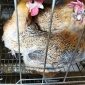 海南三沙鸡苗孵化厂 土鸡苗种苗 脱温五黑绿壳蛋鸡苗孵化厂 绿壳蛋鸡苗多少钱一只