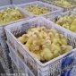 小鹅苗批发价/陕西渭南黑棕鹅苗**价格行情