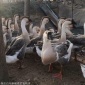 小鹅苗脱温/辽宁葫芦岛黑棕鹅苗批发市场位置