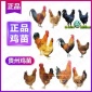 贵州贵阳鸡苗批发网 新广K9鸡苗一只价格 正规厂家一个月鸡苗
