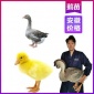厂家安徽鹅苗的价格 亳州马岗鹅苗出售价格 品种纯正包教养殖技术