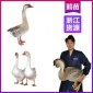 厂家浙江鹅苗批发市场地址 金华灰鹅苗这里有卖 品种纯正包教养殖技术