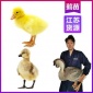 厂家江苏鹅苗批发市场地址 南京灰鹅苗这里有卖 品种纯正包教养殖技术