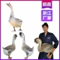 厂家浙江鹅苗孵化厂 温州灰鹅苗批发网 品种纯正包教养殖技术