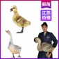 厂家江苏鹅苗孵化厂 南京灰鹅苗批发网 品种纯正包教养殖技术