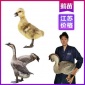 厂家江苏鹅苗行情 南京灰鹅苗土鸡养殖 品种纯正包教养殖技术