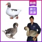 厂家浙江鹅苗行情 丽水灰鹅苗土鸡养殖 品种纯正包教养殖技术