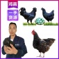 云南文山鸡苗批发网 青脚肉鸡苗一只价格 **土鸡苗正规厂家