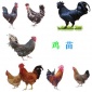 吉林白城鸡苗批发网 土鸡苗价钱 青脚肉鸡苗正规厂家