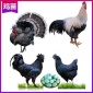 陕西安康鸡苗厂家 黑脚土鸡苗价钱 五黑一绿壳蛋鸡苗正规厂家