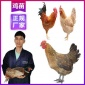 四川省鸡苗养殖 大量供应三黄鸡苗 本地黑瑶鸡苗价钱