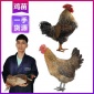 云南鸡苗价格报价 大量供应K99鸡苗 本地三黄鸡苗批发