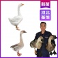 河北小鹅苗价格行情大型基地-朗德鹅苗的种类养殖包教技术