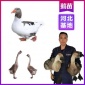 河北小鹅苗批发基地大型基地-马岗鹅苗批发位置养殖包教技术