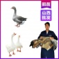 山西鹅苗批发大型基地-小鹅苗行情养殖包教技术