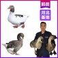 河北鹅苗出售大型基地-苗鹅市场地址养殖包教技术