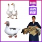 山西小鹅苗价格大型基地-鹅雏批发价养殖包教技术